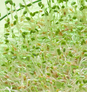 SS105 Red Clover Sprouts